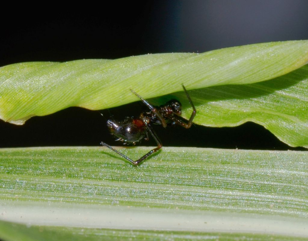 Euryopis episinoides - Grosseto (GR)