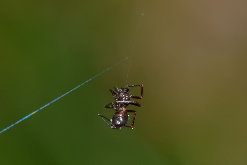 Euryopis episinoides - Grosseto (GR)