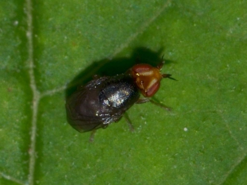 Dittero da identificare (309) - Camarota curvipennis