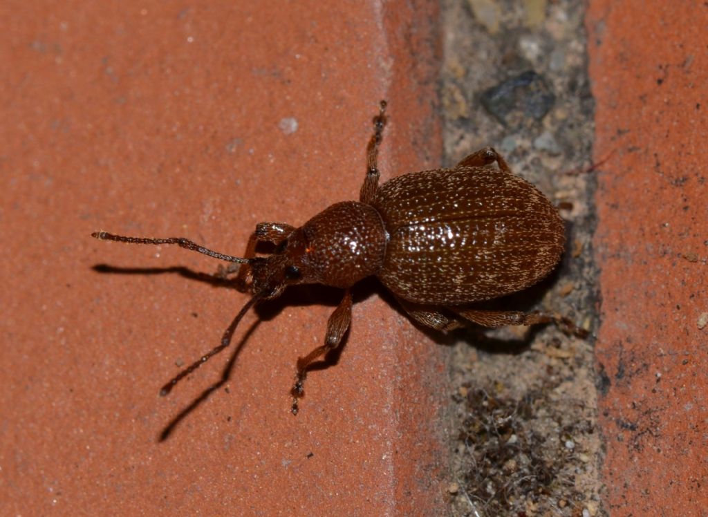 Otiorhynchus cfr. indefinitus