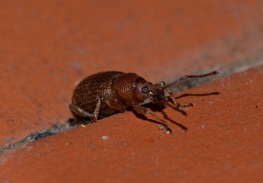 Otiorhynchus cfr. indefinitus