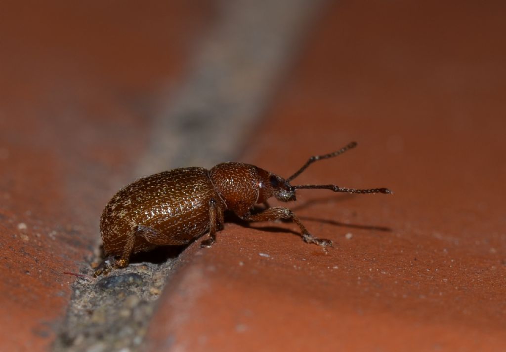 Otiorhynchus cfr. indefinitus