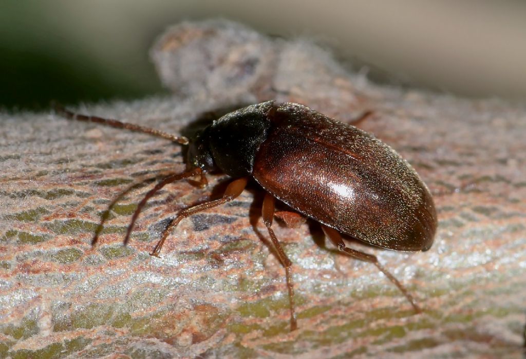 Tenebrionidae Alleculinae: Isomira sp.