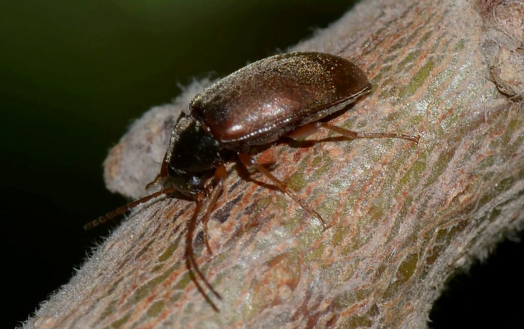 Tenebrionidae Alleculinae: Isomira sp.