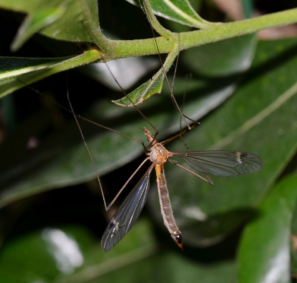 Dittero da identificare forse Tipulidae: Si, Tipula sp.
