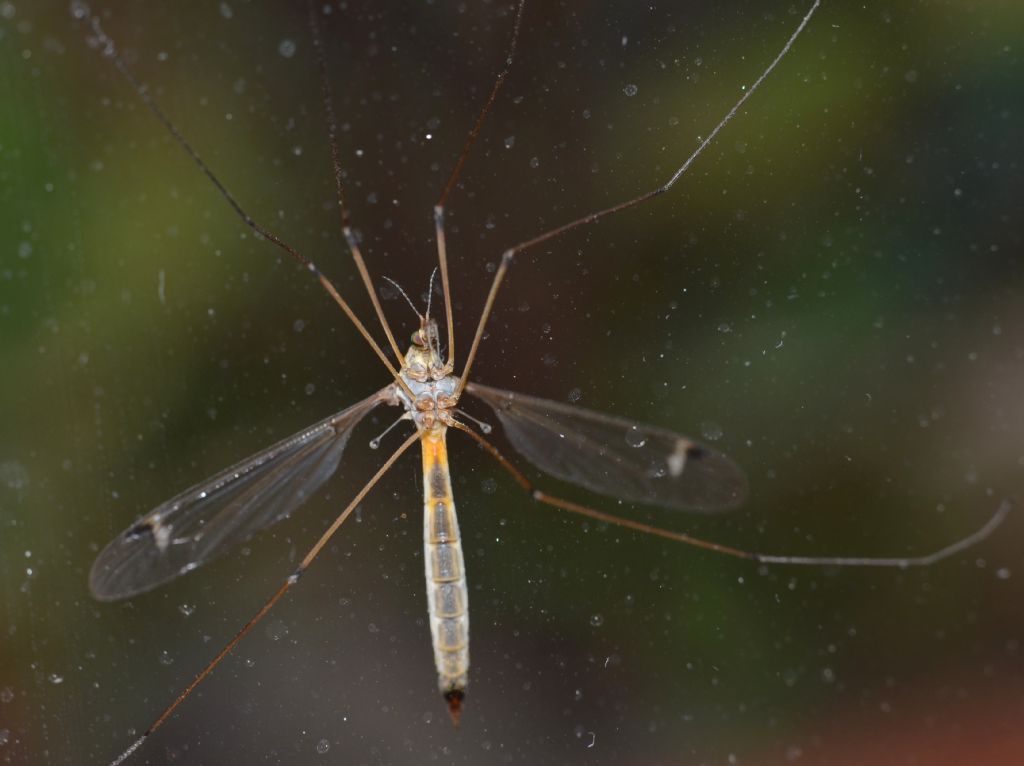 Dittero da identificare forse Tipulidae: Si, Tipula sp.