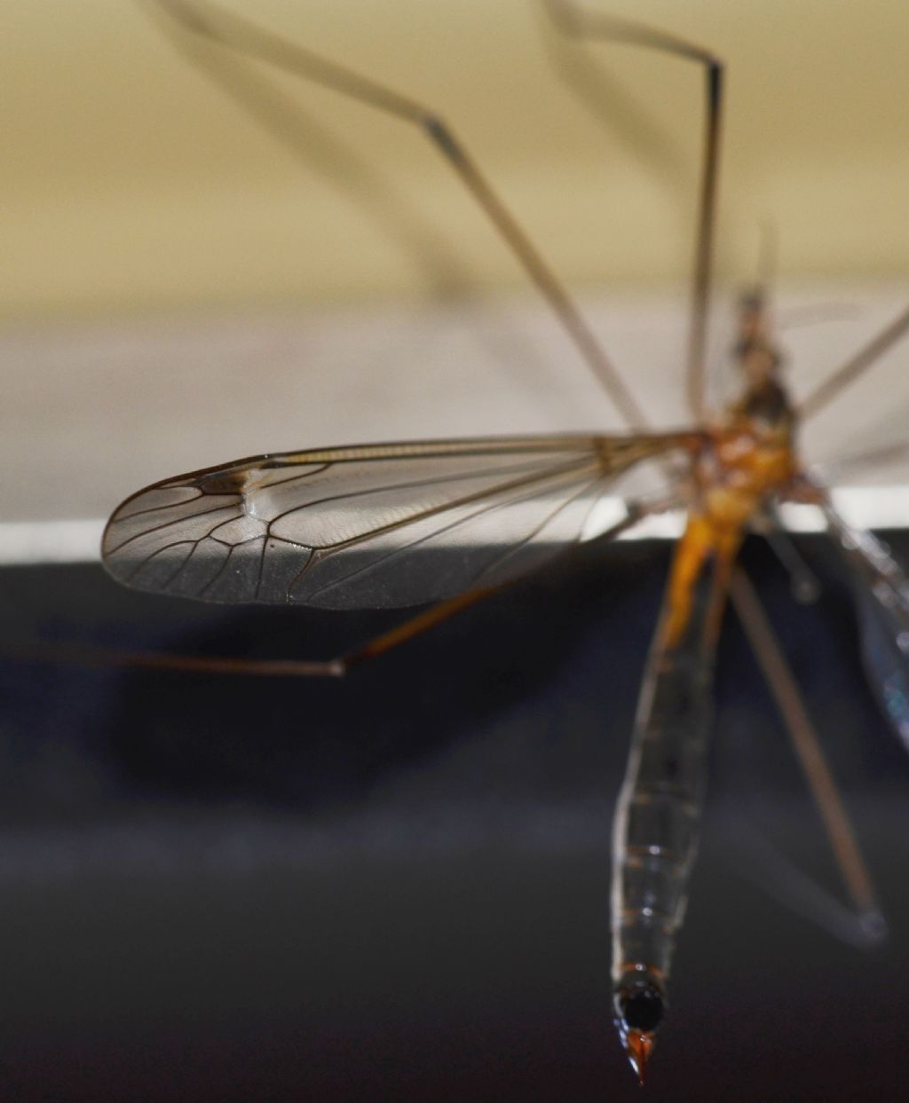 Dittero da identificare forse Tipulidae: Si, Tipula sp.