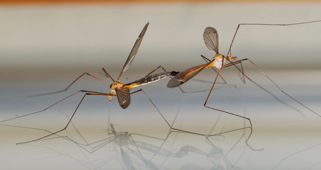Dittero da identificare forse Tipulidae: Si, Tipula sp.