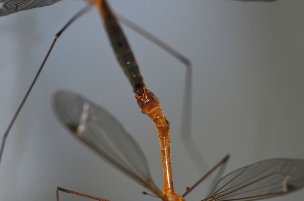 Dittero da identificare forse Tipulidae: Si, Tipula sp.