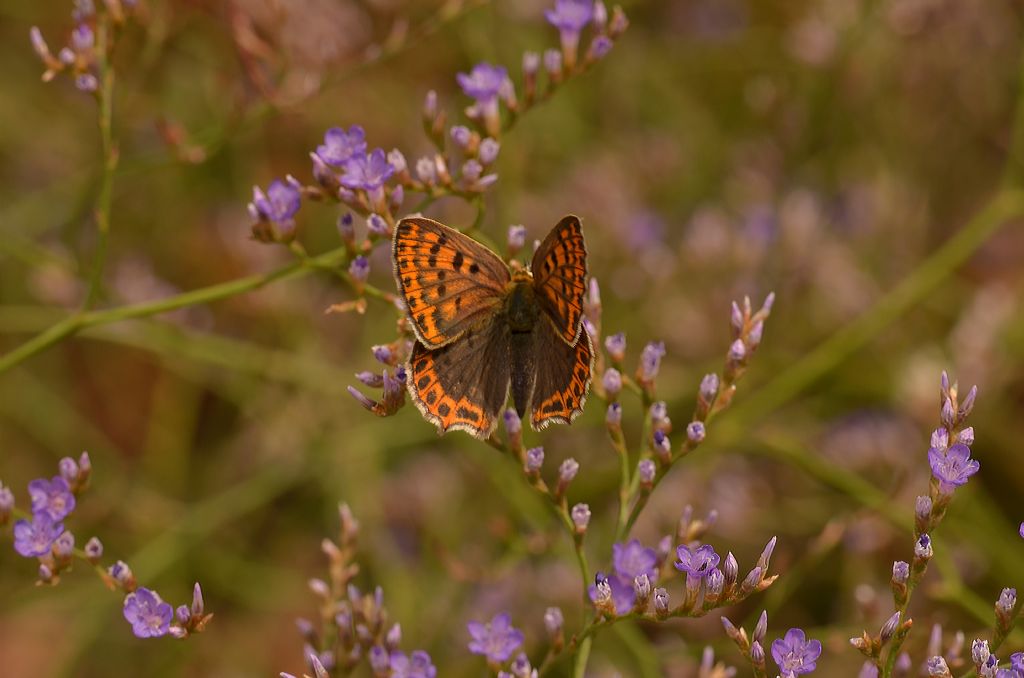 Da identificare - Lycaena tityrus