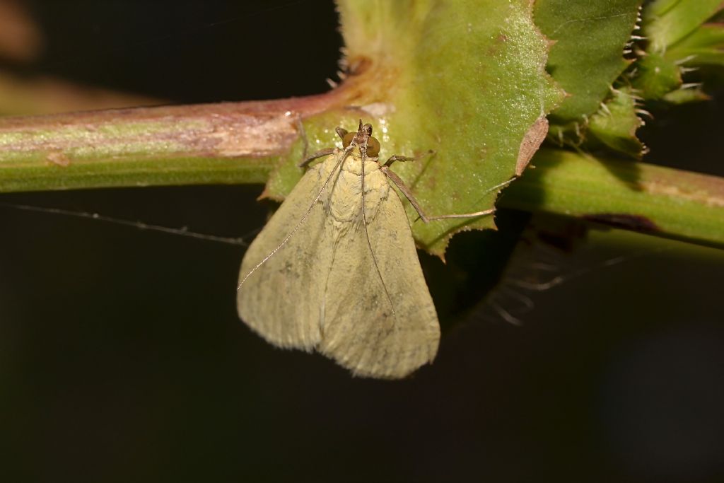 Da identificare - Sitochroa palealis (Crambidae)