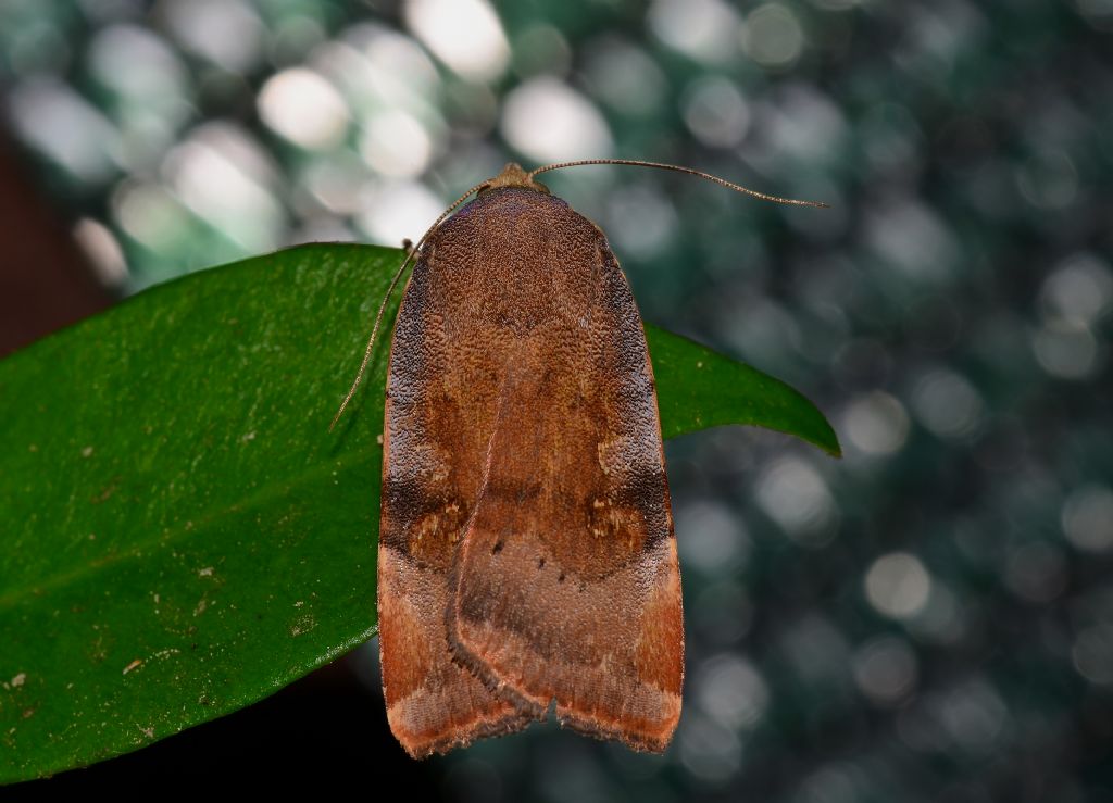 Falena da ID -  Noctuidae: Noctua janthe/janthina