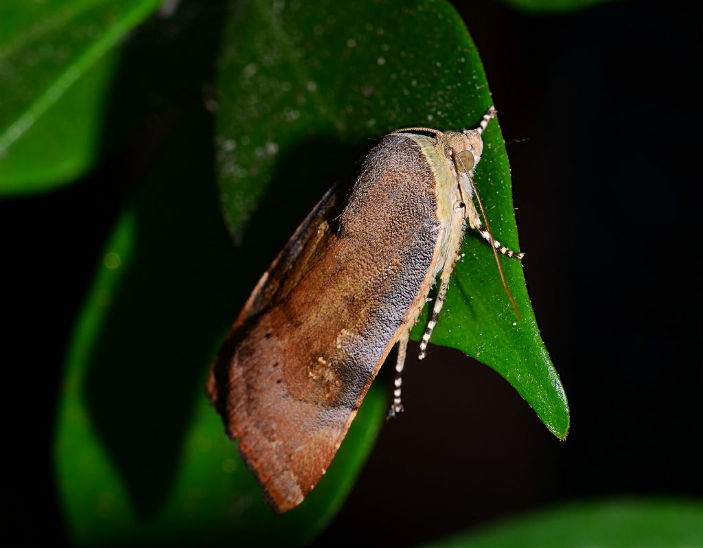 Falena da ID -  Noctuidae: Noctua janthe/janthina