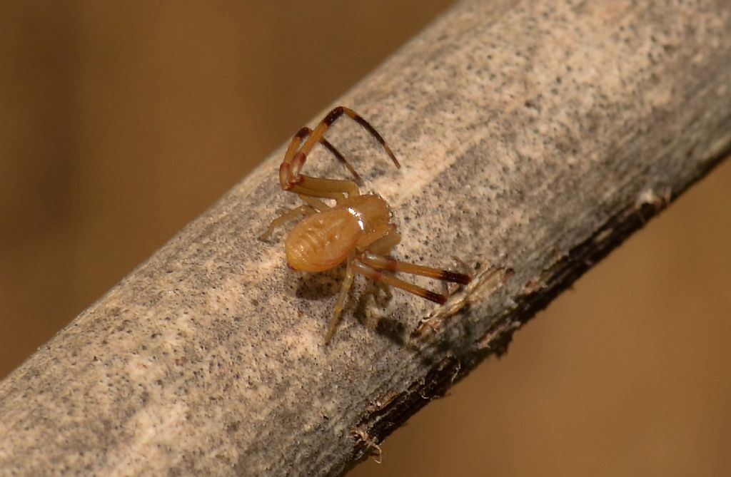 Thomisidae:  giovane maschio di  Runcinia grammica  - Grosseto