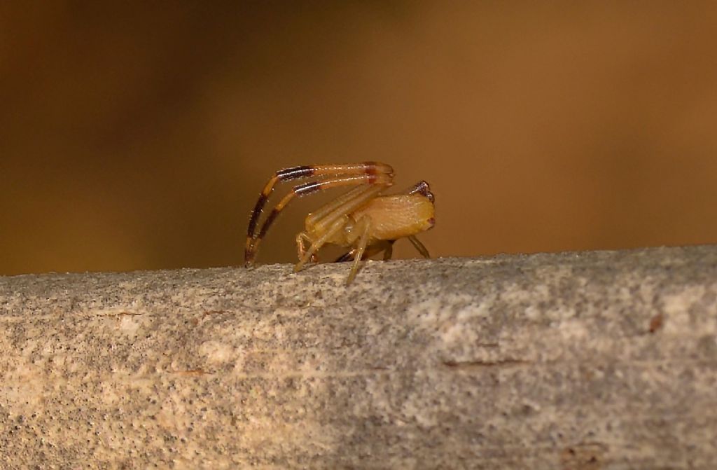 Thomisidae:  giovane maschio di  Runcinia grammica  - Grosseto