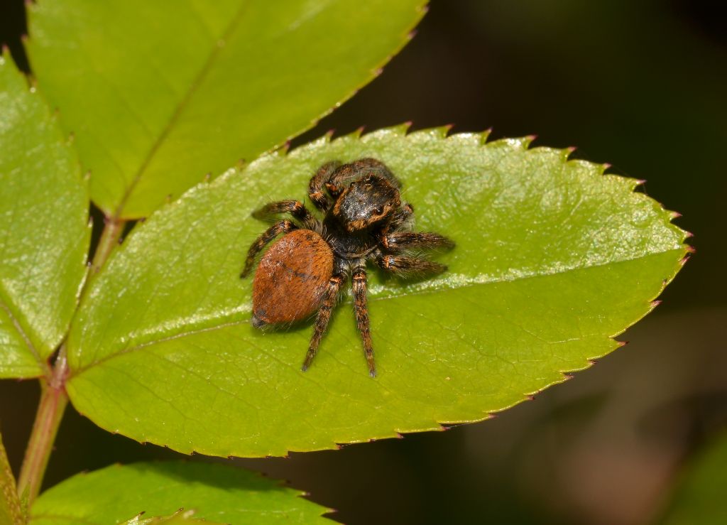 Salticidae: Carrhotus xanthogramma  - Laguna di Orbetello (GR)