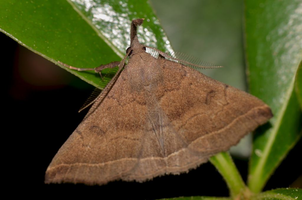 Falena da ID - Pechipogo plumigeralis