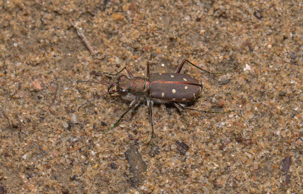 Calomera littoralis ssp. nemoralis, Carabidae