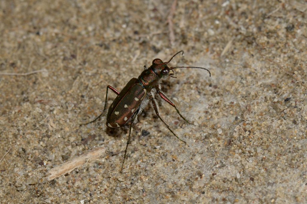 Calomera littoralis ssp. nemoralis, Carabidae
