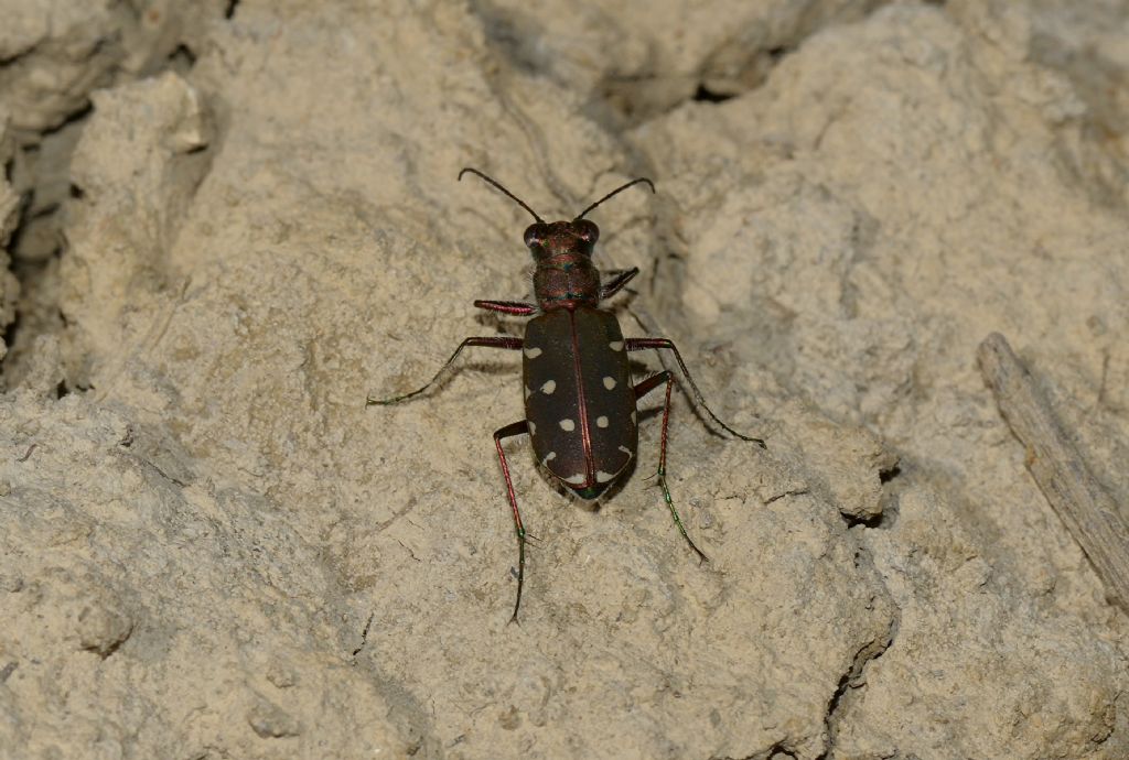 Calomera littoralis ssp. nemoralis, Carabidae