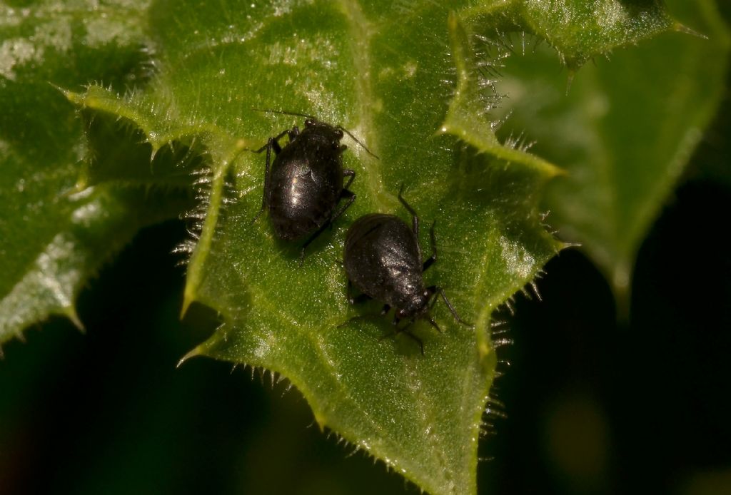 Miridae:   Piezocranum simulans, femmina