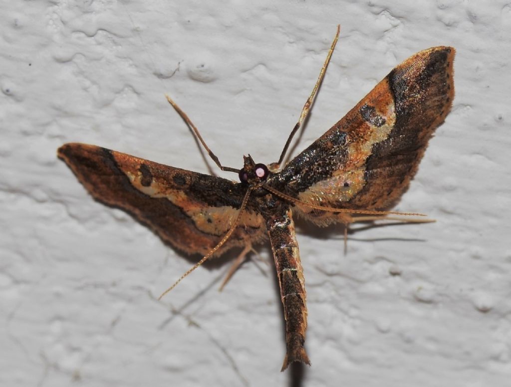 lepidottero da identificare - Hydriris ornatalis, Crambidae