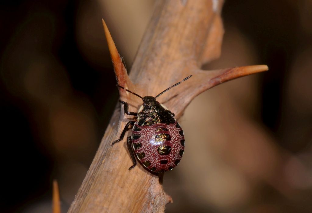 Pentatomidae: ninfa di Pinthaeus sanguinipes (cfr.)