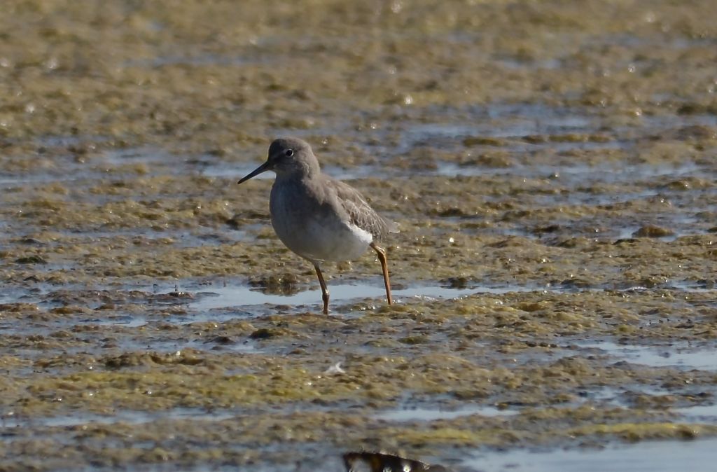 Limicolo da identificare:  juv di Pettegola (Tringa totanus)