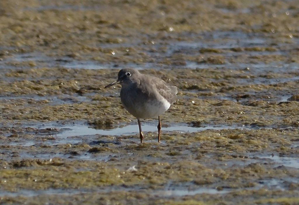 Limicolo da identificare:  juv di Pettegola (Tringa totanus)