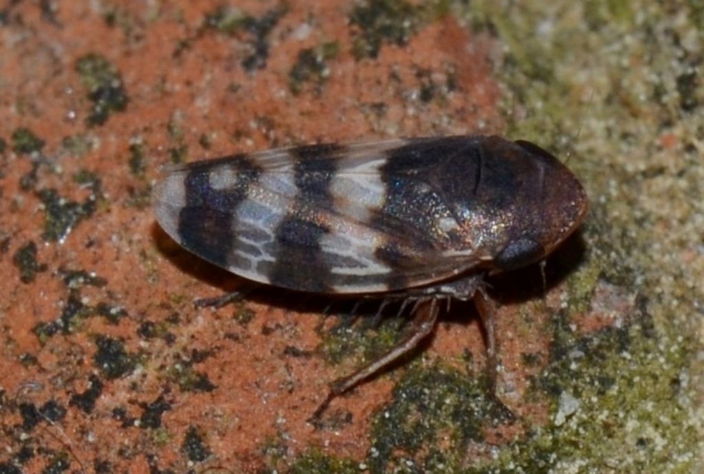 Cicadellidae:  Anoscopus cfr. albifrons mappus