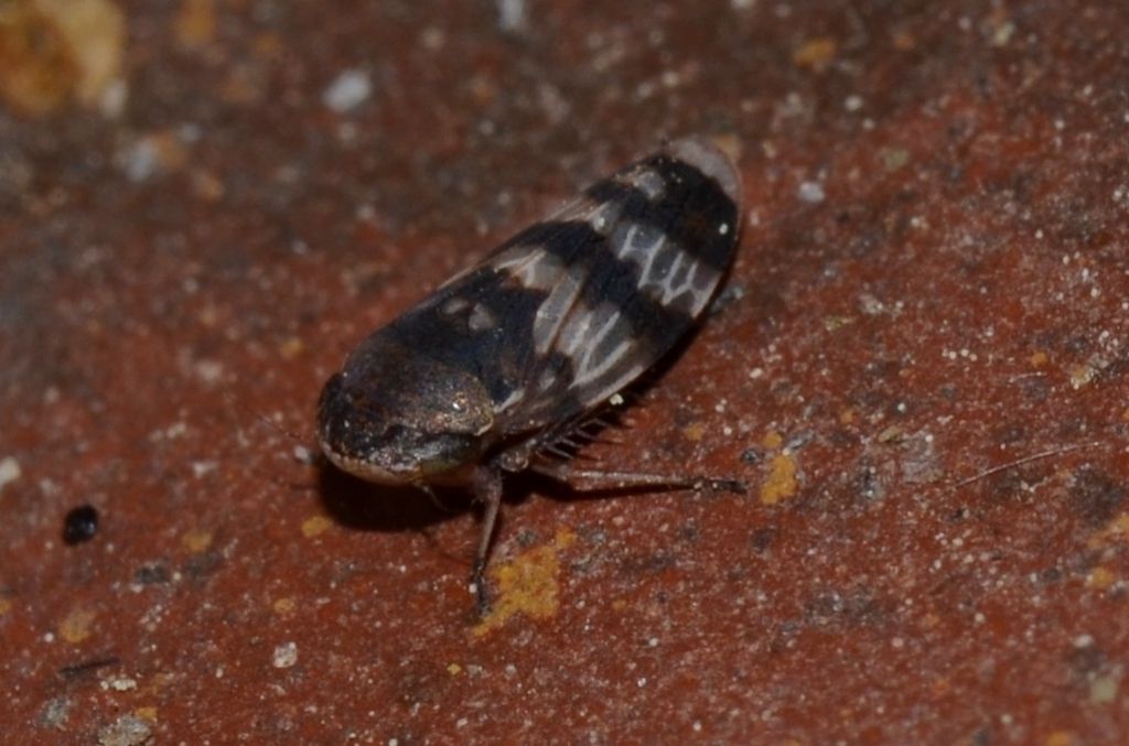 Cicadellidae:  Anoscopus cfr. albifrons mappus