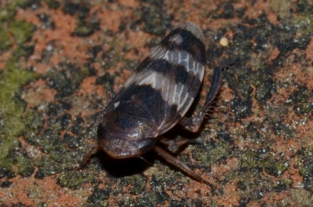 Cicadellidae:  Anoscopus cfr. albifrons mappus