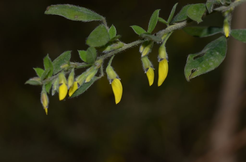 Cytisus villosus