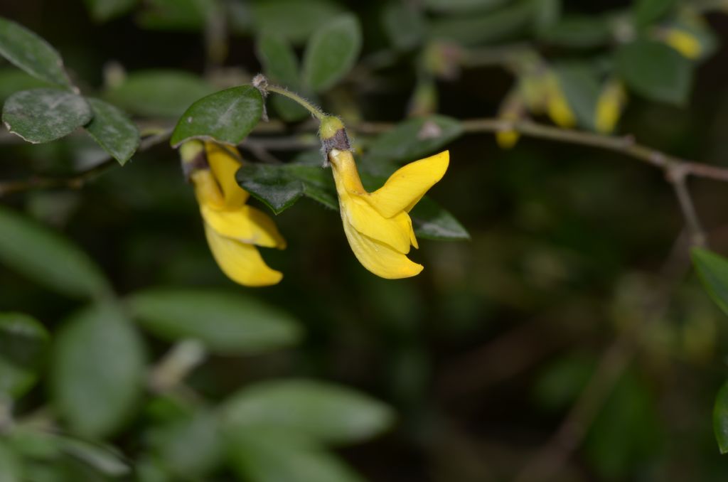 Cytisus villosus