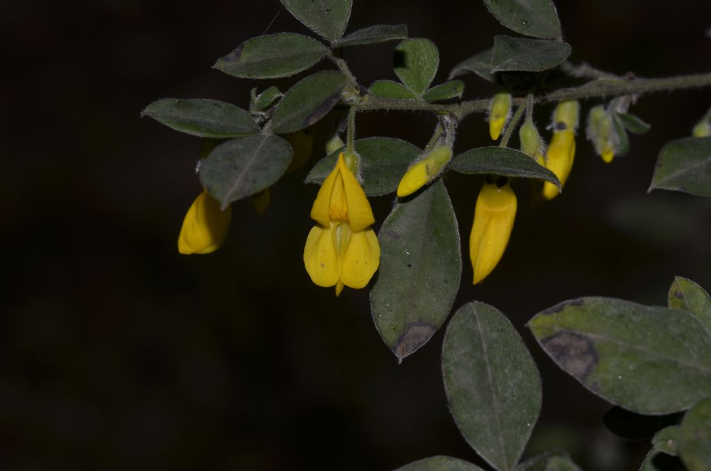 Cytisus villosus