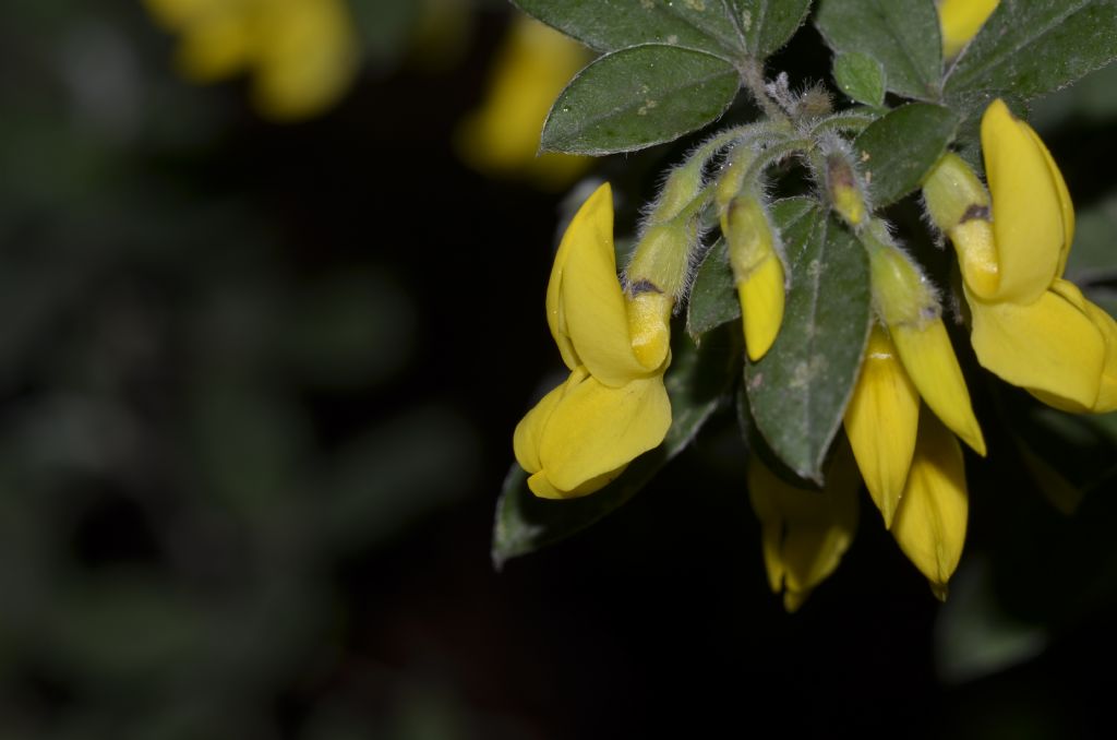 Cytisus villosus