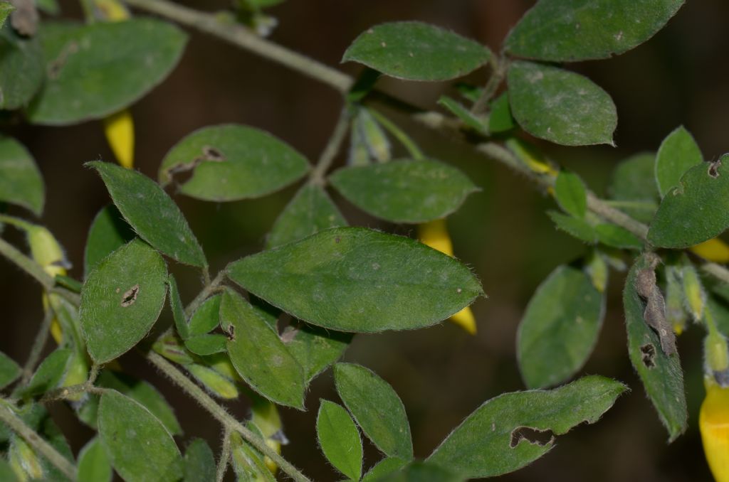 Cytisus villosus