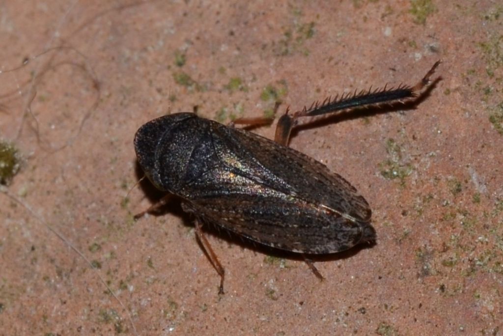 Cicadellidae:  Anoscopus sp.