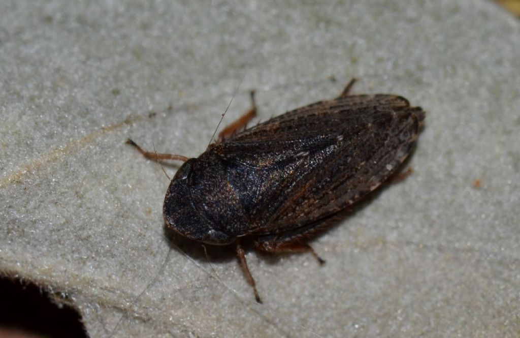 Cicadellidae:  Anoscopus sp.