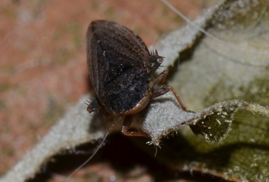 Cicadellidae:  Anoscopus sp.