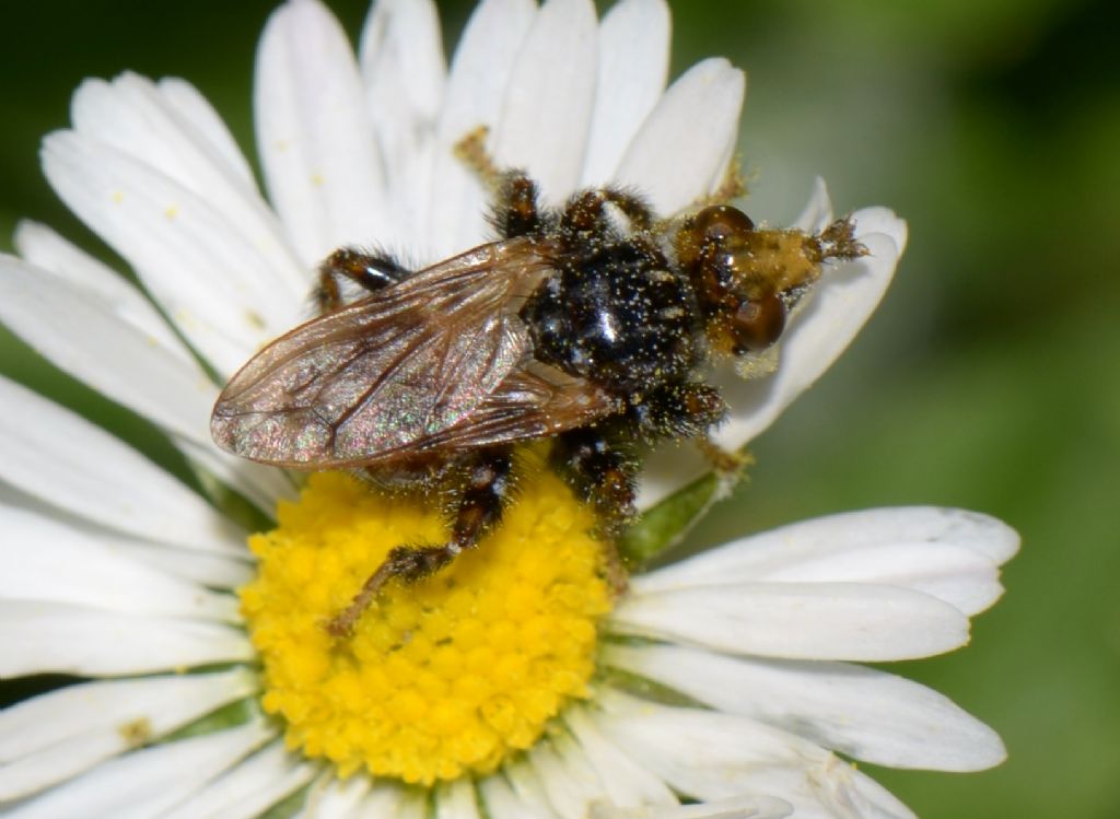 Myopa cf. polystigma (Conopidae)