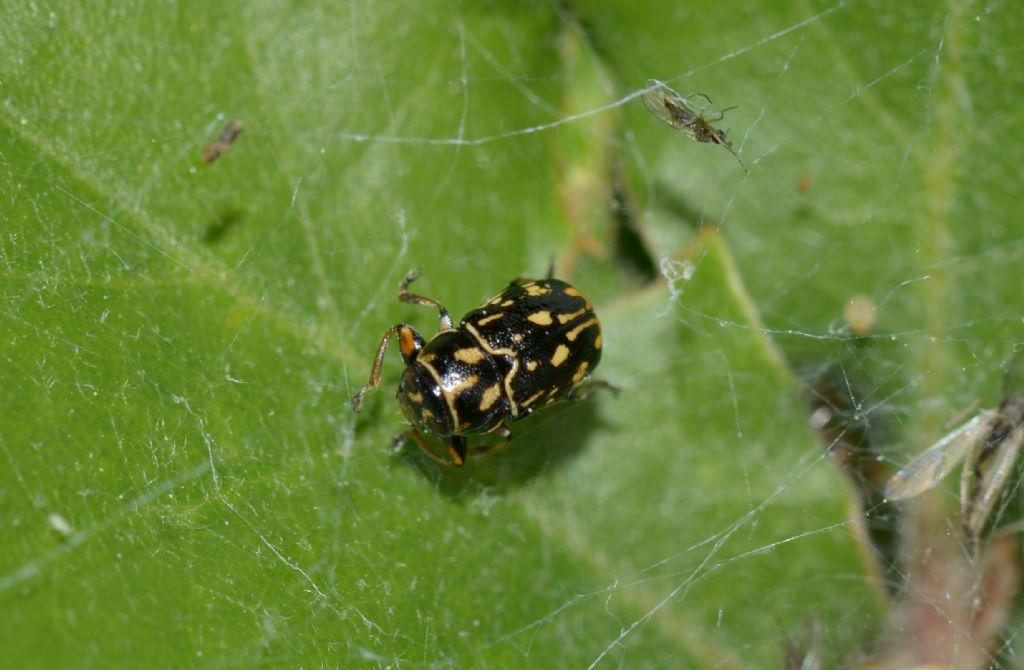 Pachybrachis sp., Chrysomelidae