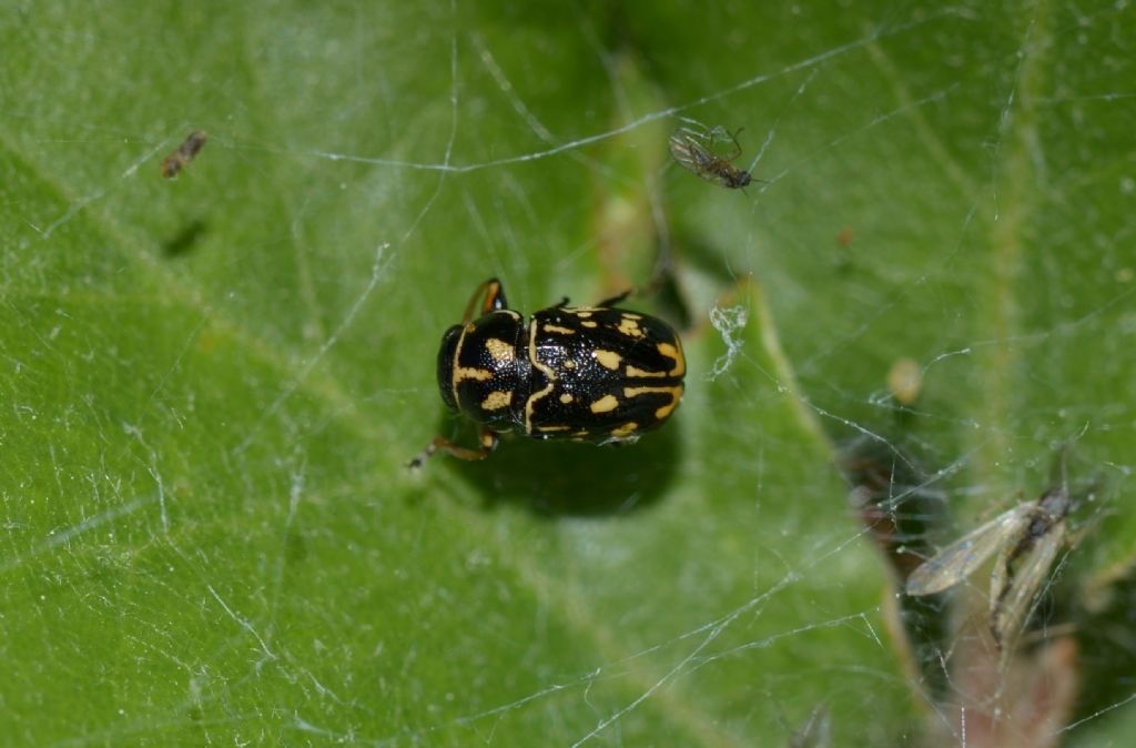 Pachybrachis sp., Chrysomelidae