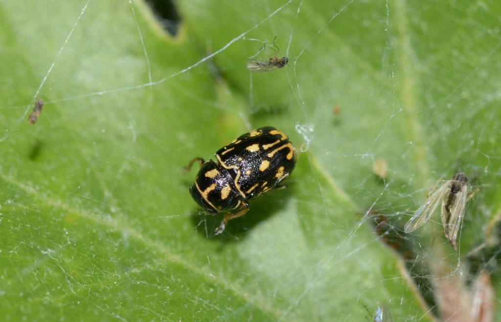 Pachybrachis sp., Chrysomelidae