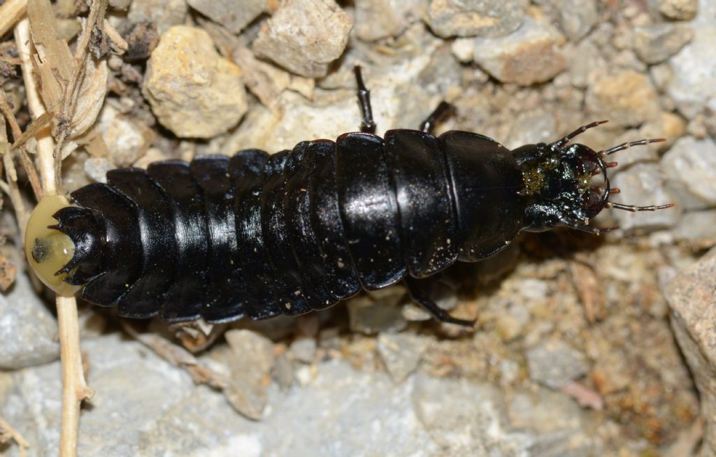 larva di Carabidae: Carabus sp.