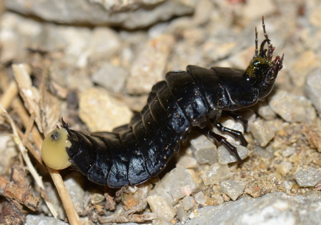 larva di Carabidae: Carabus sp.