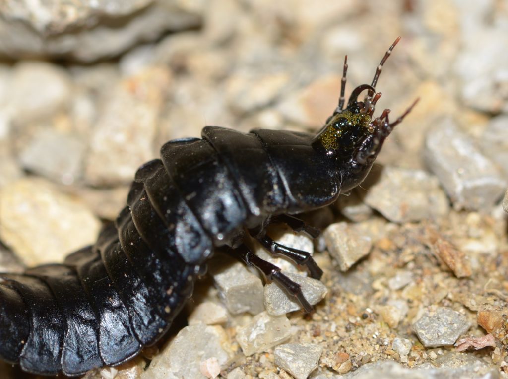 larva di Carabidae: Carabus sp.