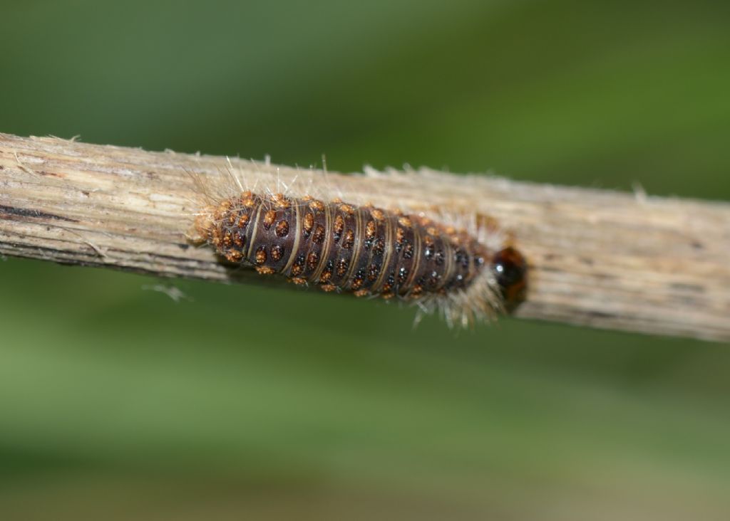 Bruco da identificare