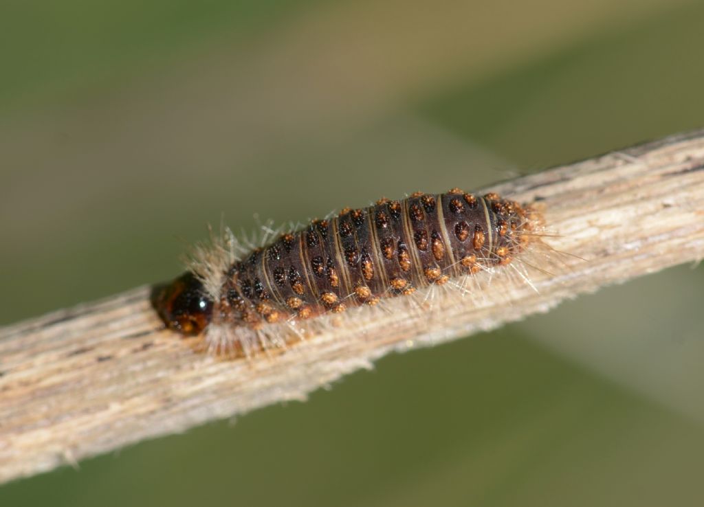 Bruco da identificare