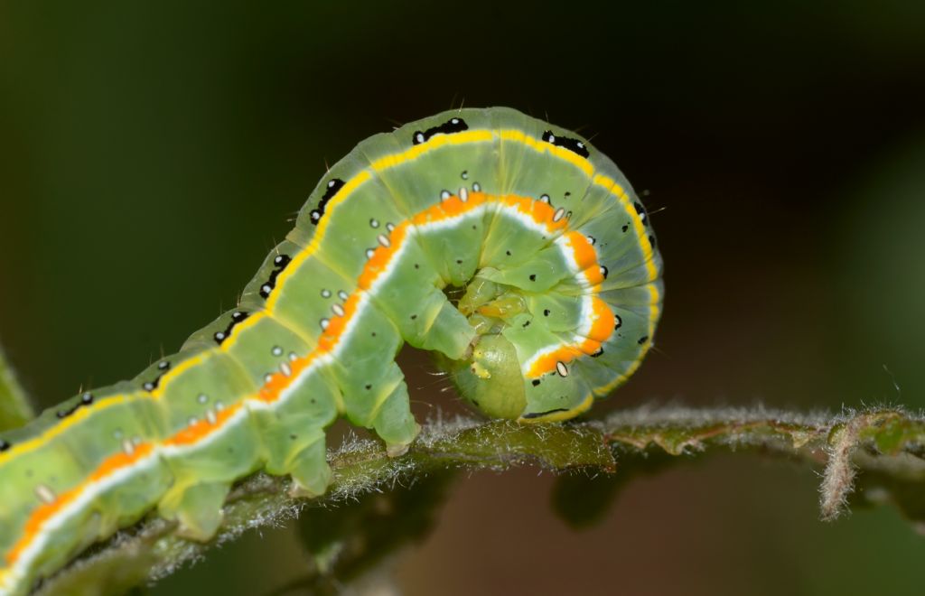 Bruco da identificare - Xylena exsoleta, Noctuidae